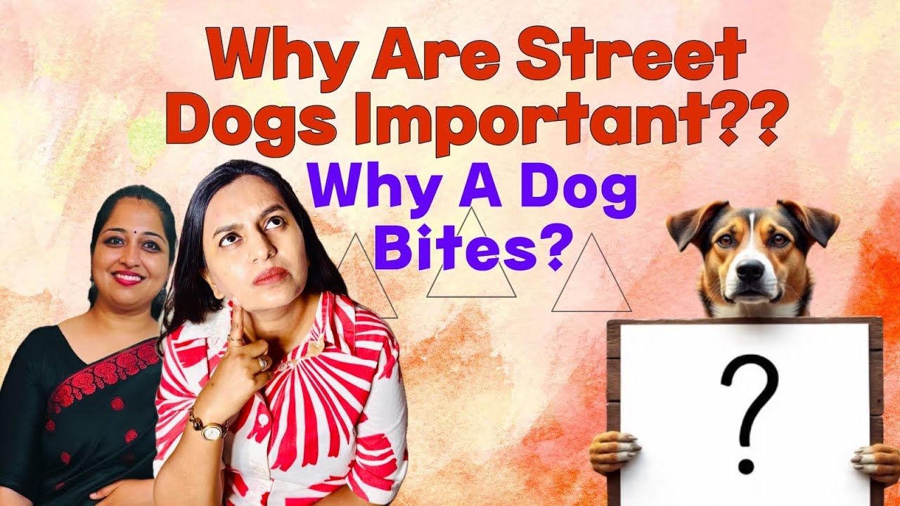 Why are Street Dogs Important? Tips for Peaceful Coexistence with Street Dogs