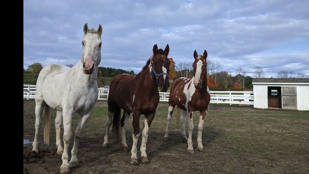 The Maine Three, Skydog Ranch, Clare and the Boston Film Festival!