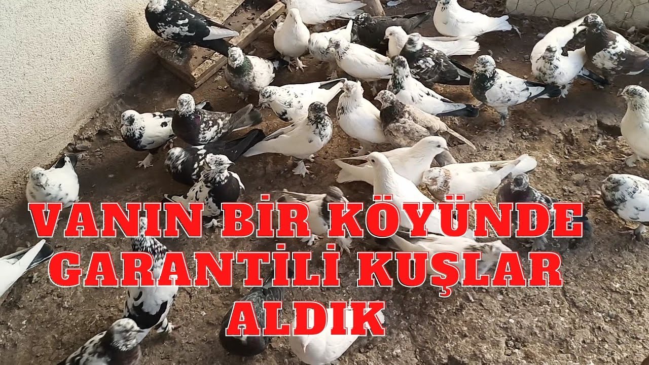 van muradiyeden 10 numara kümes getirdik