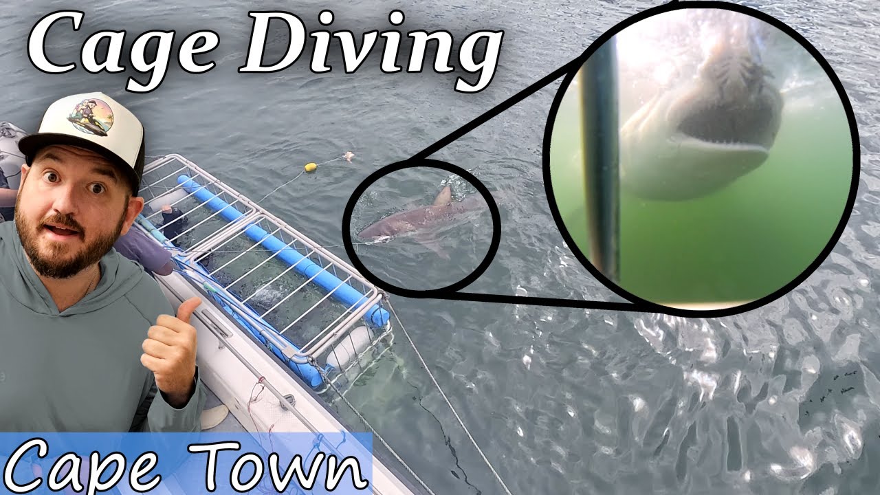Cage DivingShark Cage Diving in Cape Town | Bronze Whaler Sharks in False Bay