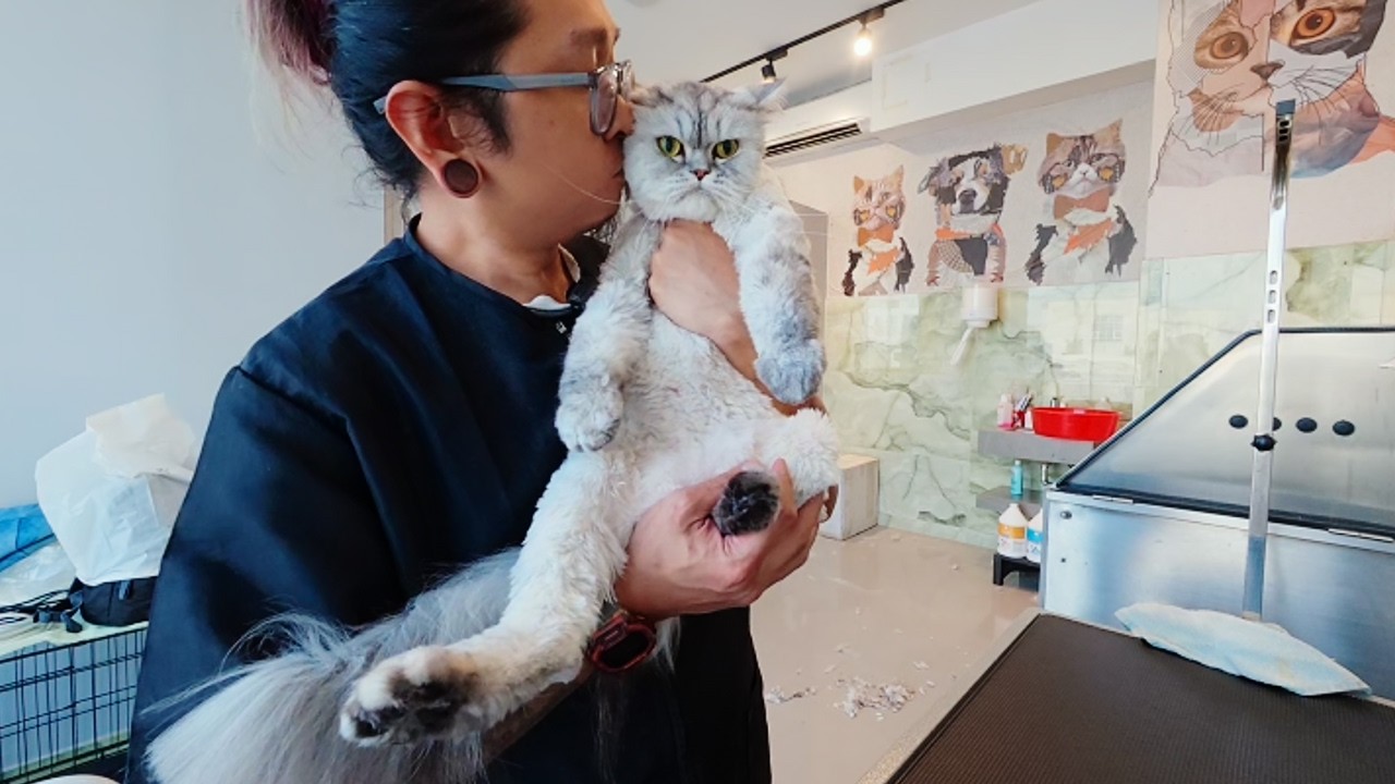 У этой кошки проблемы с бедром/ногой 😿