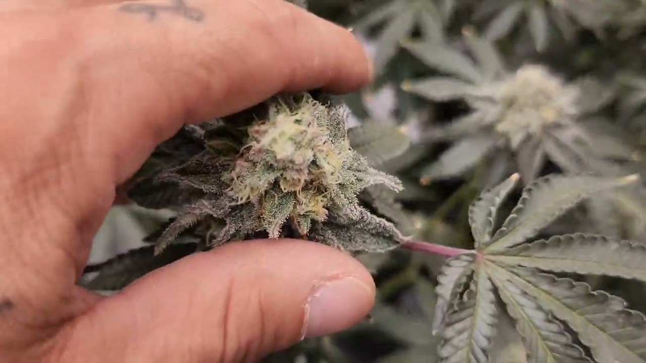Start of week 7 MAC-1 CAPS CUT