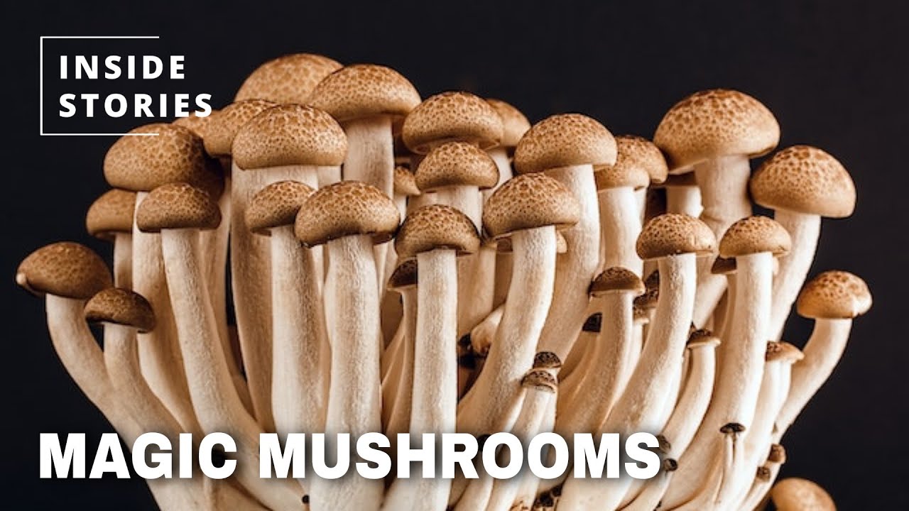 How Mushrooms Can Solve Our Global Waste Problems