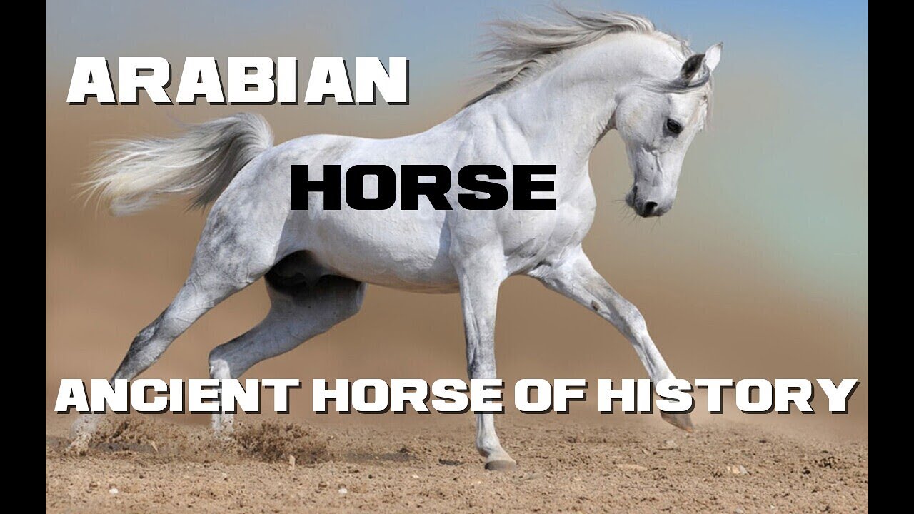 10 Arabian Horse Facts - Ancient Horse of History - Animal a Day