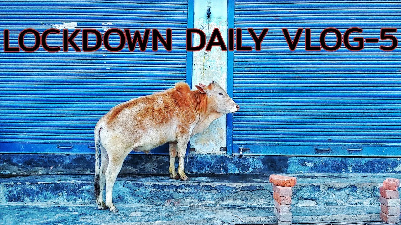 LOCKDOWN DAILY VLOG - 5 | COVID-19 | Beautiful sunset in rishikesh