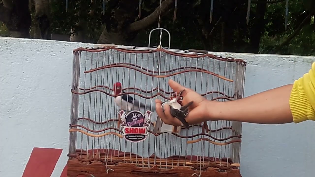 Galo show na pegada livre!...