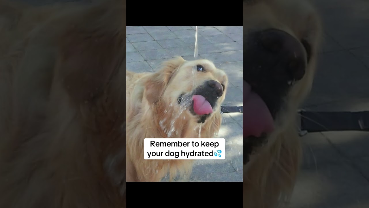 #furparent #dog