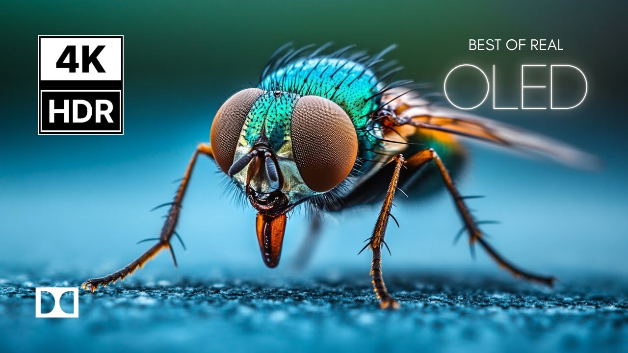 OLED TEST DEMO in Stunning 4K HDR 60fps | Dolby Vision Showcase for 8K & 4K TVs