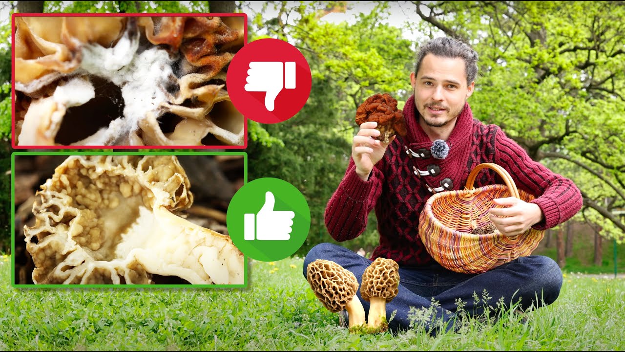 Pilzvergiftungen mit Morcheln ☠️ das Morchella- & Gyromitra Syndrom im Portr&auml;t 🧐