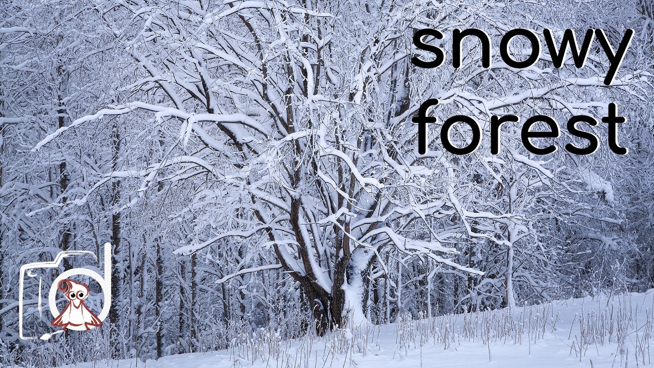 Snowy Forest | Cinematic nature short video
