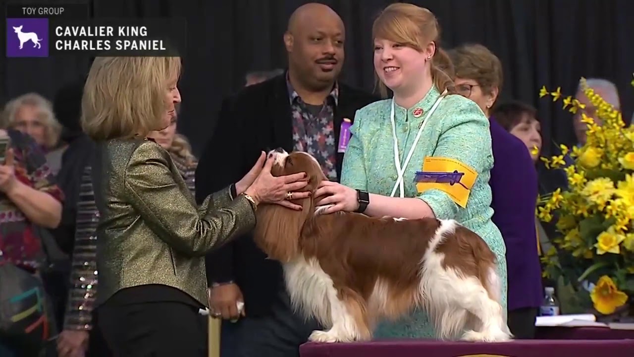Cavalier King Charles Spaniels Breed Judging 2020