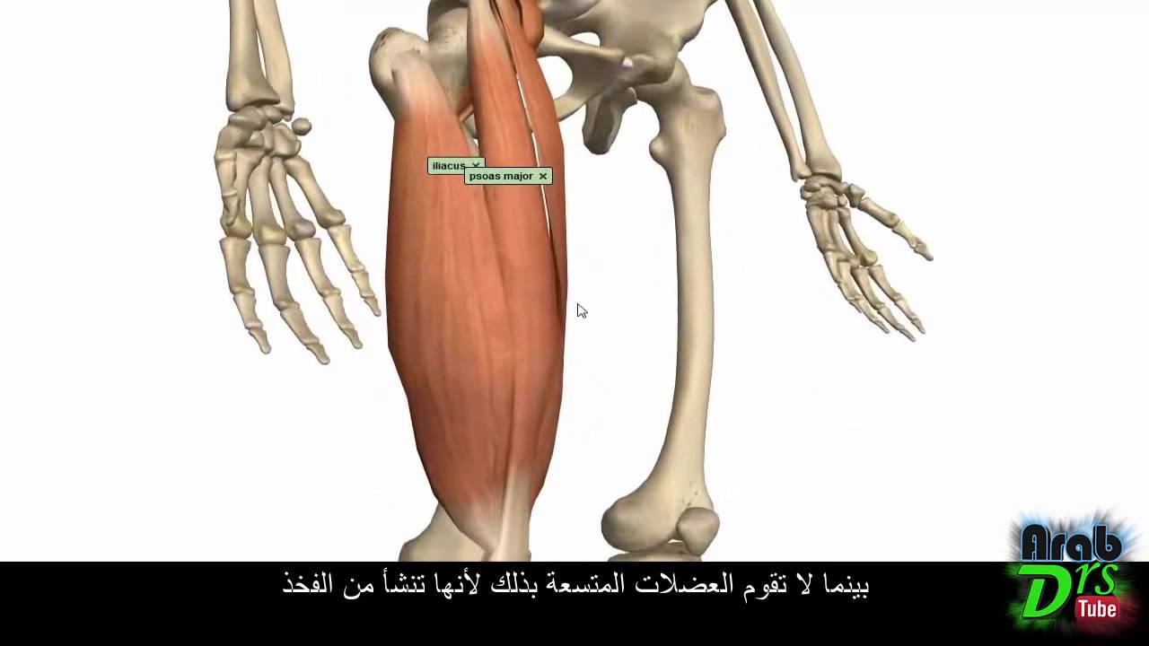 عضلات الفخذ - الحيز الأمامي {تشريح الطرف السفلي}