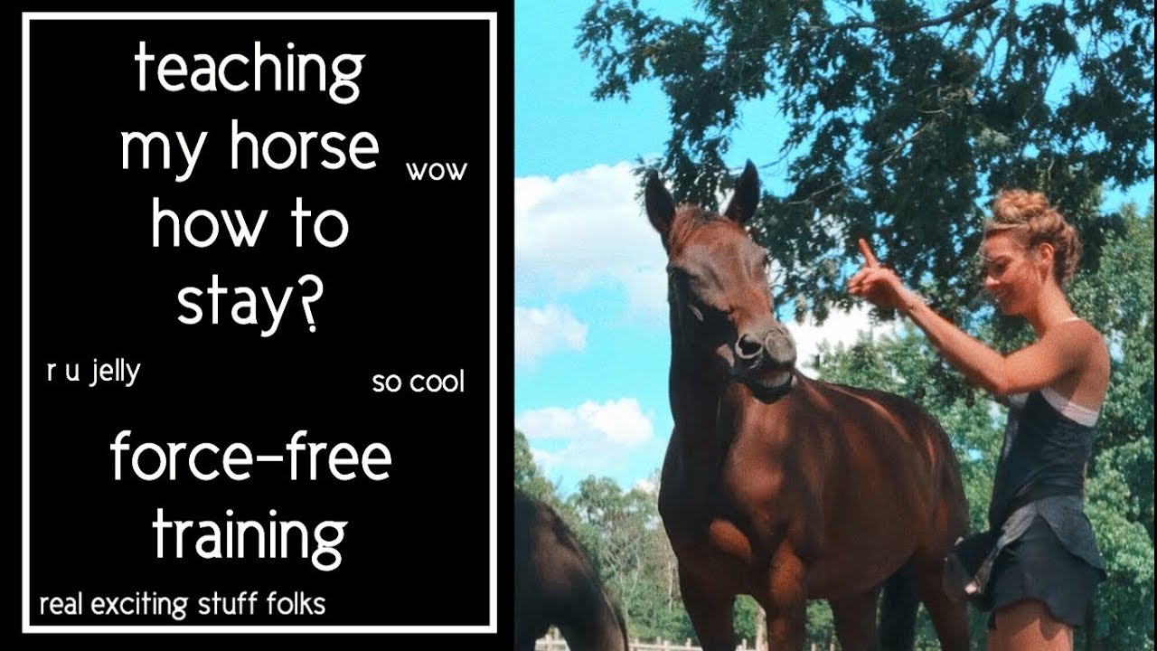 TRAINING MY HORSE TO LUNGE, STAY & other interesting things wow have you clicked yet // pt 8