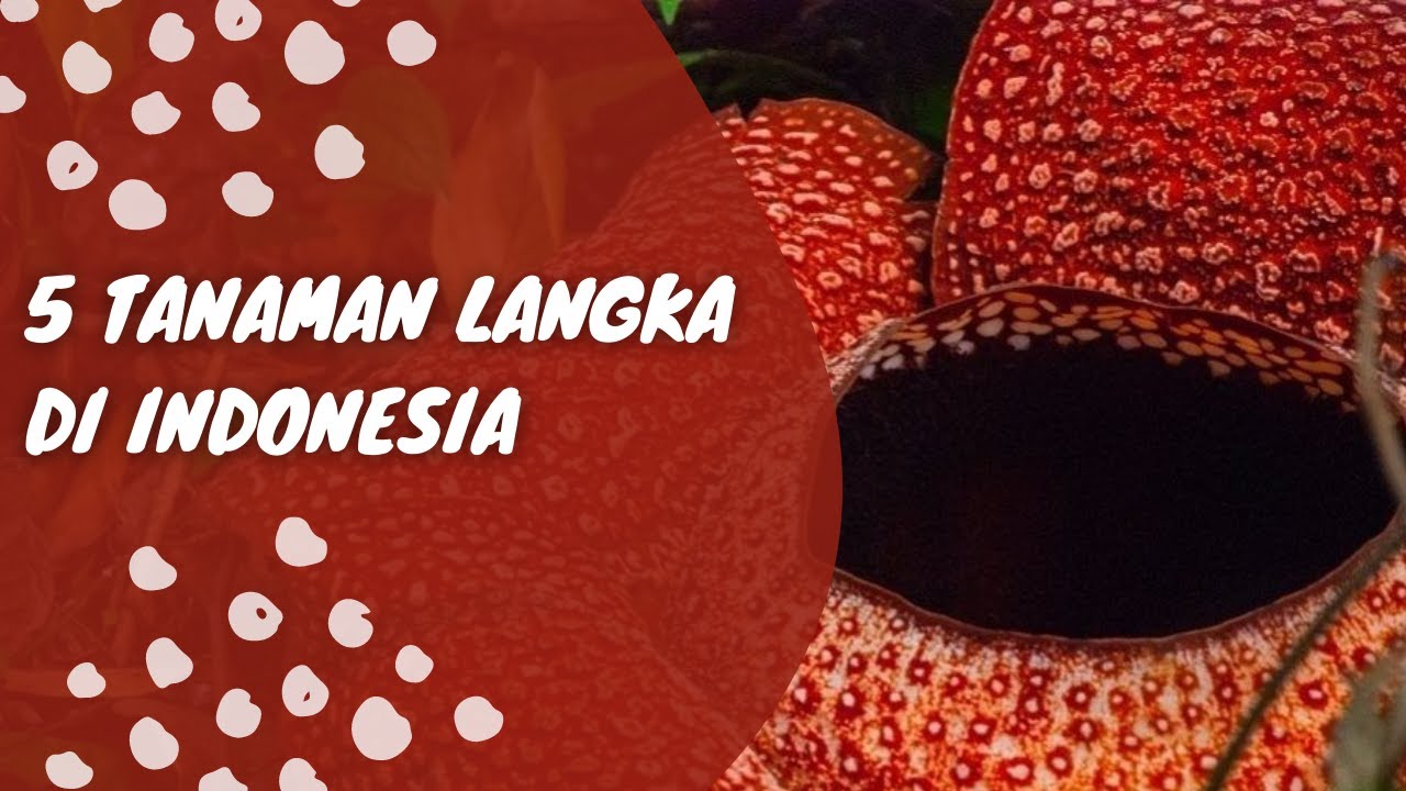 5 TANAMAN LANGKA DI INDONESIA