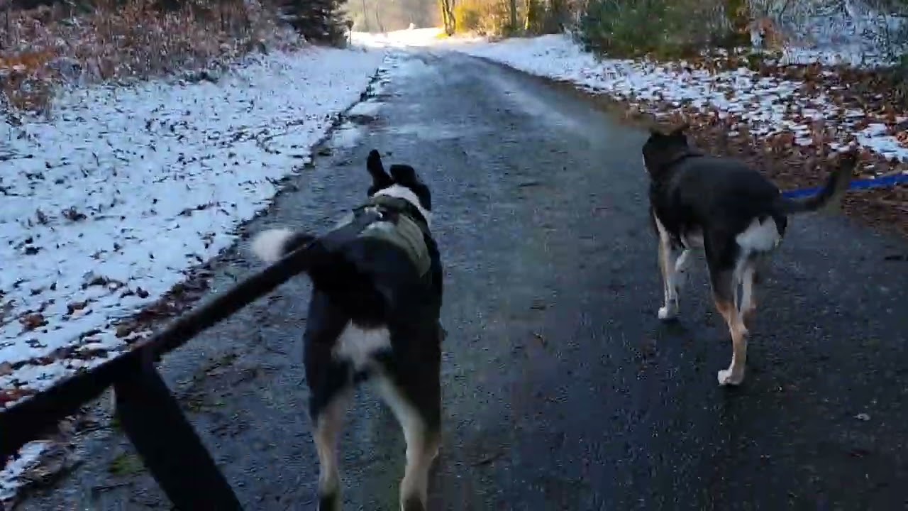 Mont Beuvray Morvan France Stella Balou