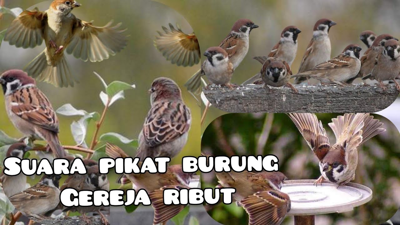 pikat gereja ampuh ///suara burung Gereja RIBUT!!!
