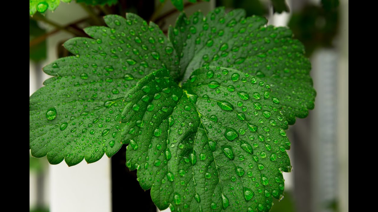 How To Control Humidity When Growing Indoors