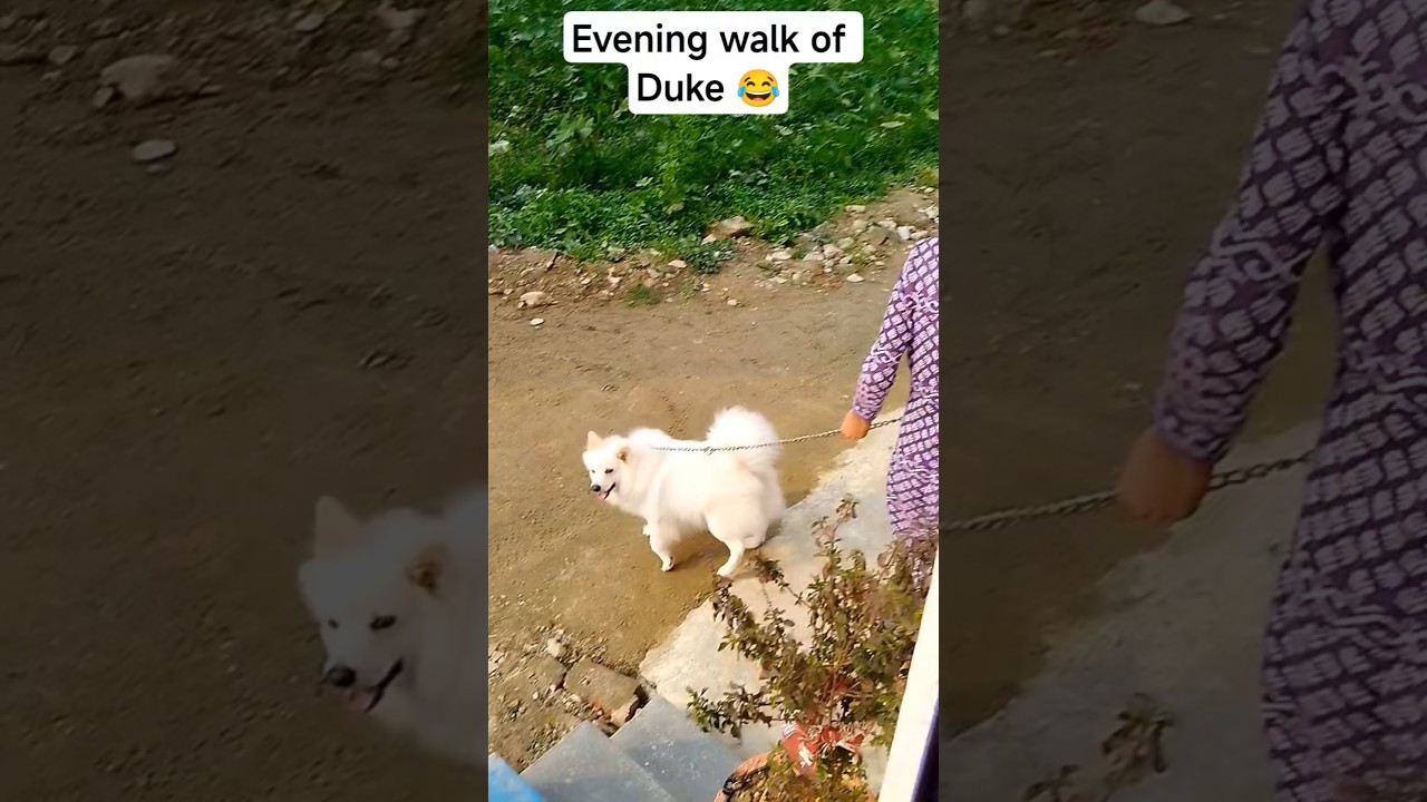 Bhaag bhaag 😂 | Duke the dog | Ashwini Vlogs | #shorts #viral #youtube #trending