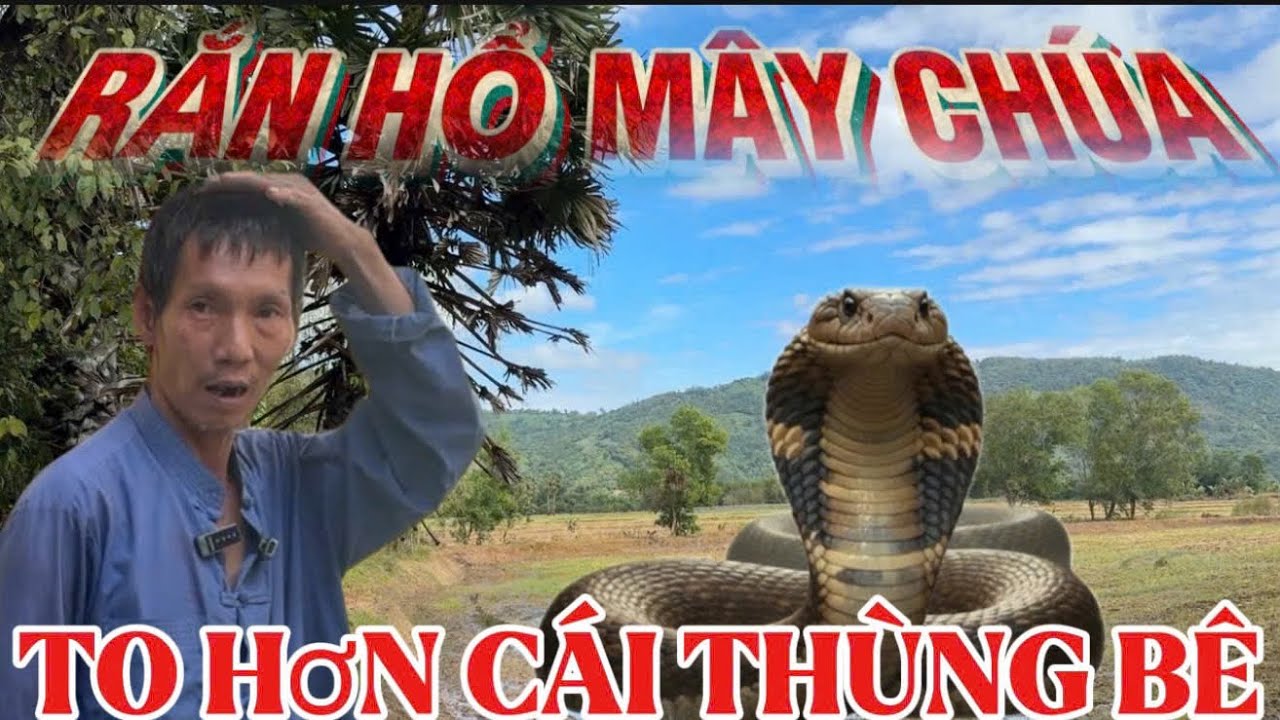 Chấn động anh hai sống ở vùng thất sơn bảy núi chạm trán rắn hổ mây khủng to bằng cái thùng bê