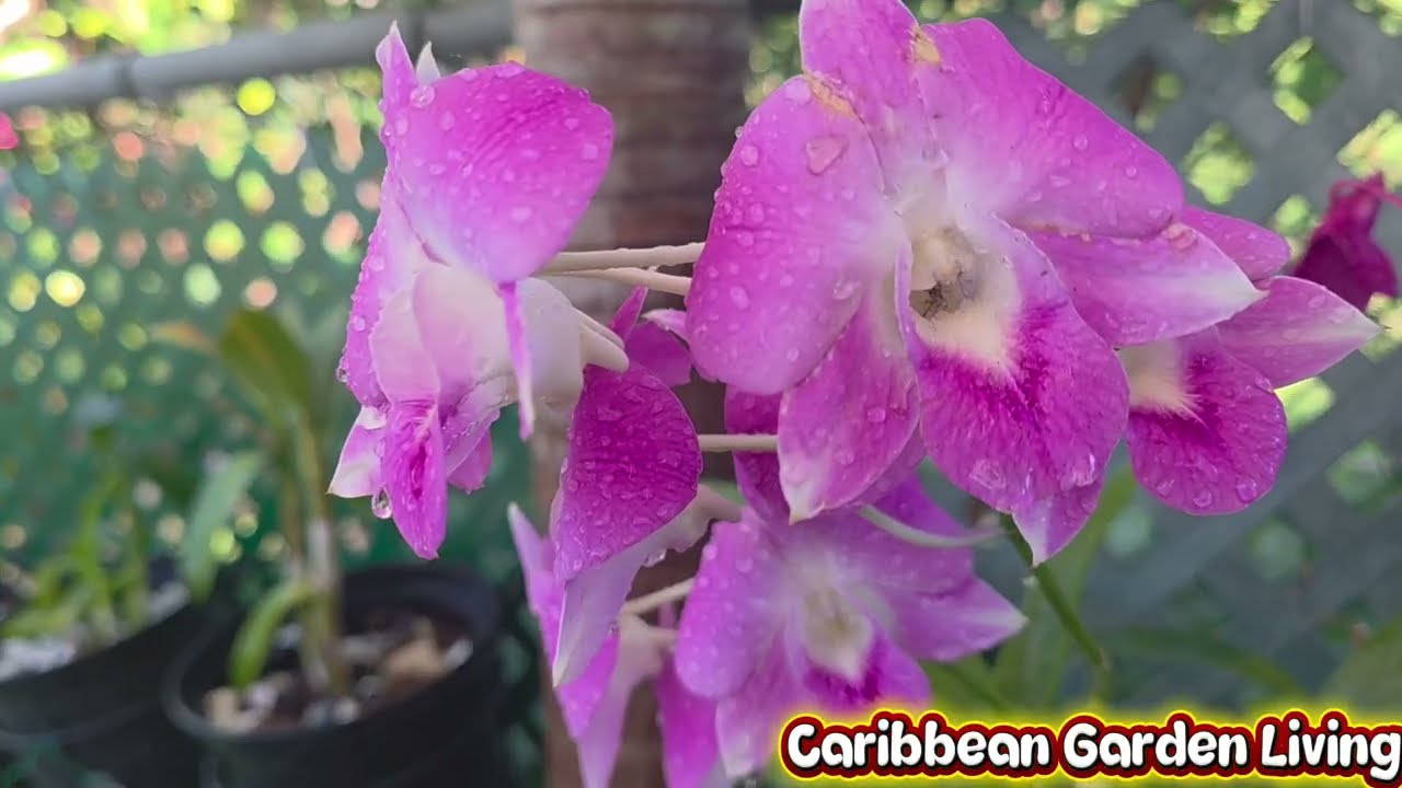 Burana Pink vs Tuang Pink Orchids | whats the Difffence 