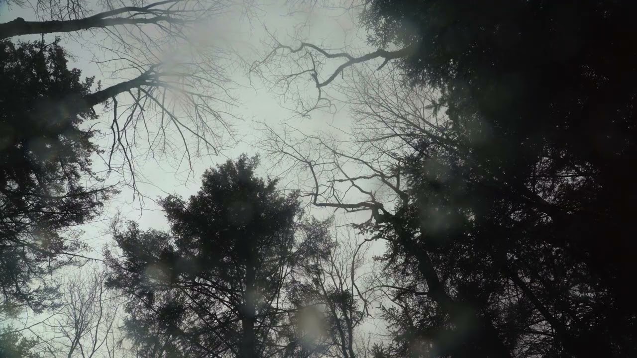 Still Earth — 10 Minutes of Gentle Snow Fall