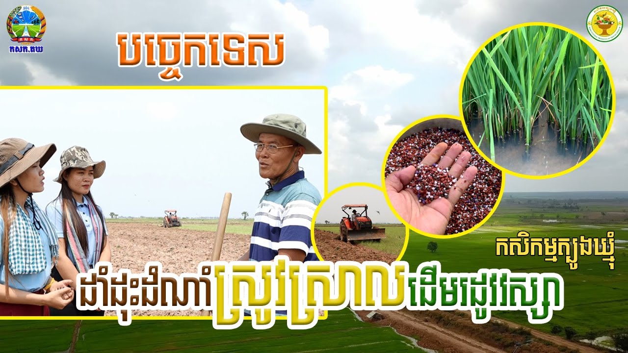 បច្ចេកទេសដាំដុះដំណាំស្រូវស្រាលដើមរដូវវស្សា - កសិកម្មត្បូងឃ្មុំ