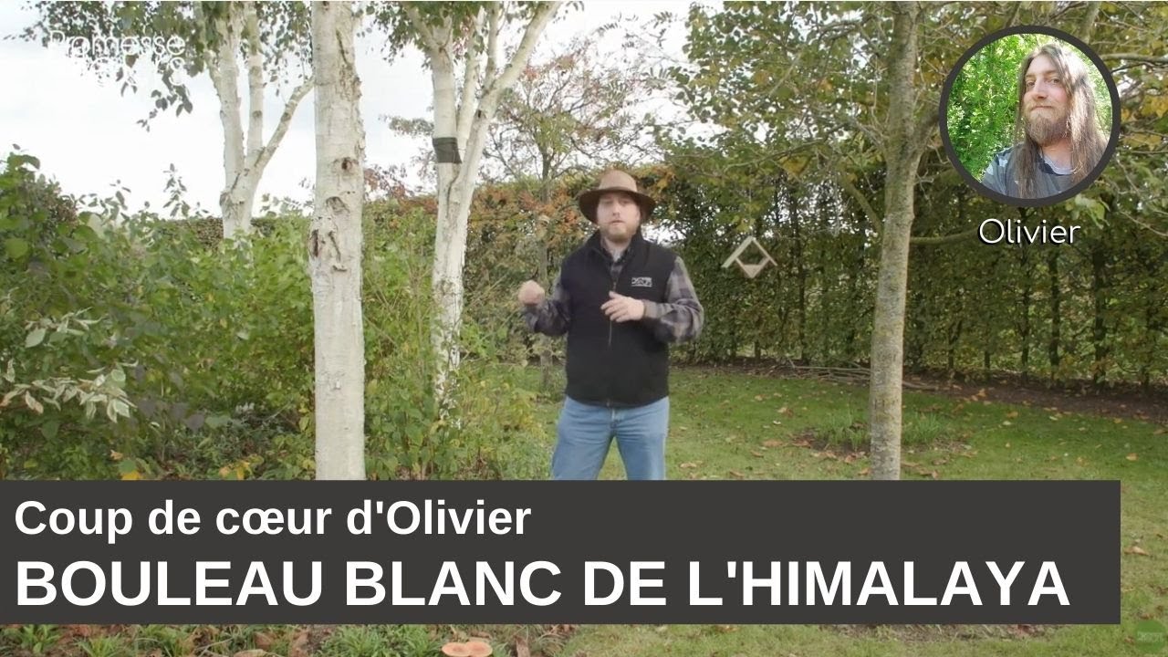 Coup de cœur d'Olivier : le Bouleau blanc de l'Himalaya