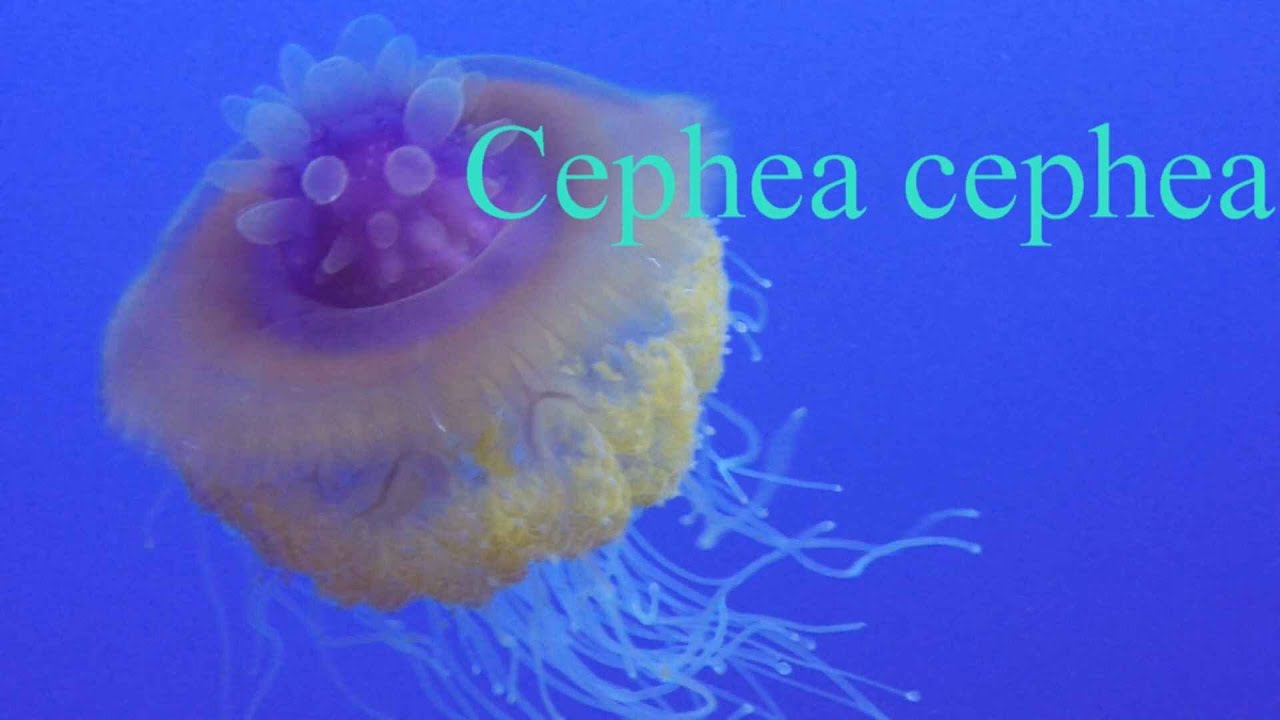 Cephea cephea