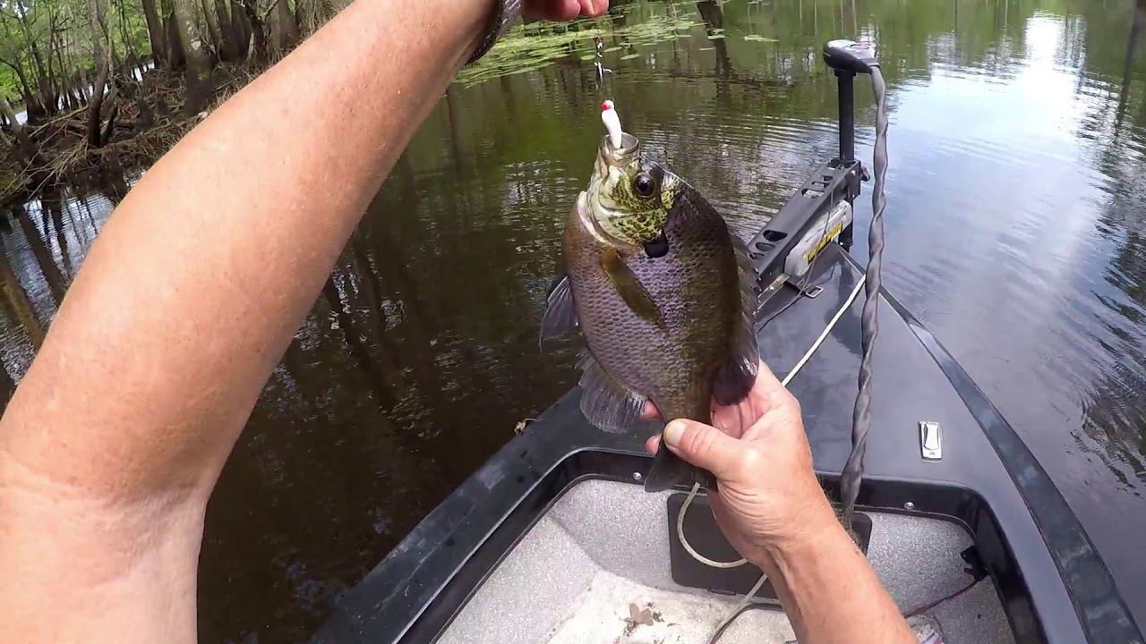 catching warmouth,bluegill bream,redbreast,shellcracker,and stumpknockers.a great day panfishing.