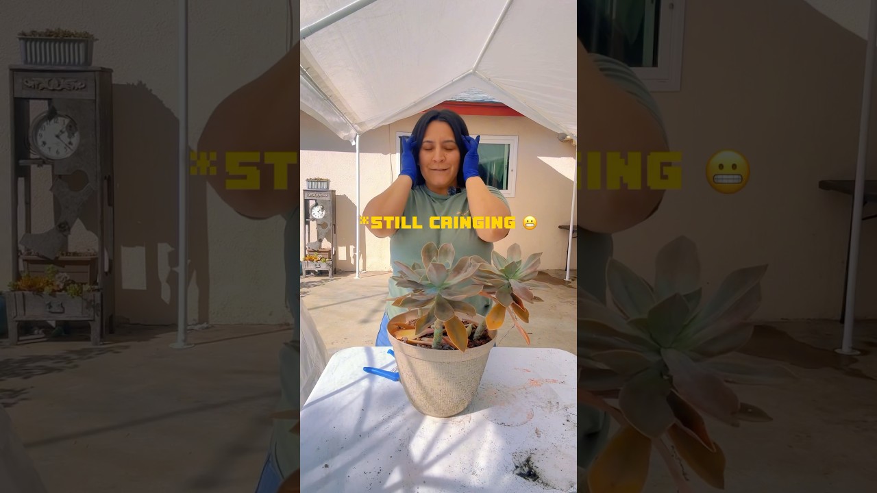 The big chop! Cutting my graptoveria fred ives succulent! #propagatingsucculents #graptoveria  #leaf