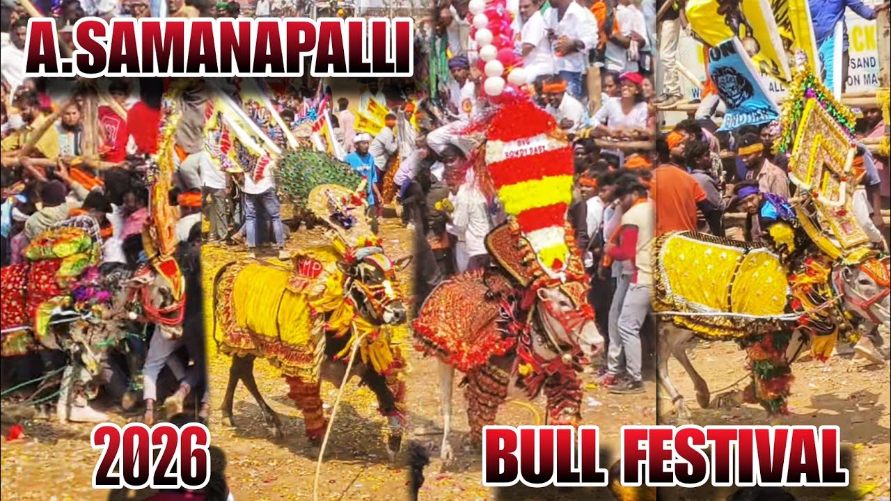A.SAMANAPALLI BULL FESTIVAL IN 2026🔥💥🔥#trending #bull #vlog #jallikattu #athu @shivaeyekiller328 