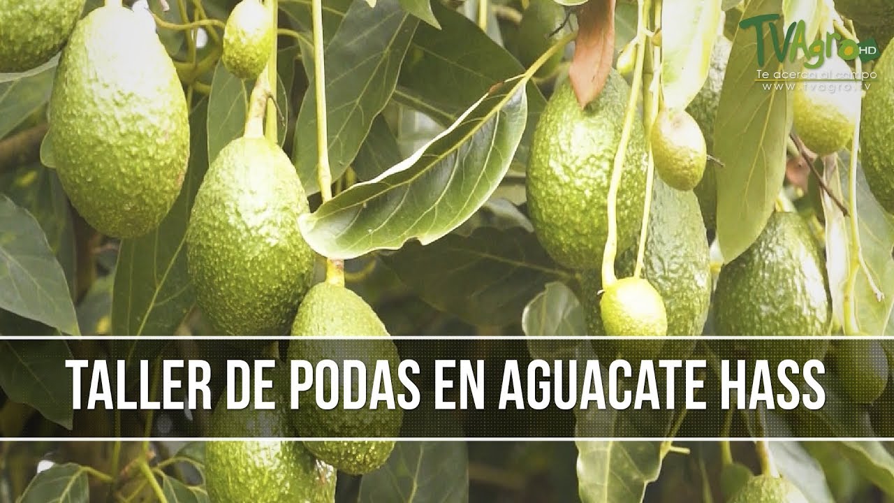 Como y En que Momento Hacer la Poda en el Agucate - TvAgro por Juan Gonzalo Angel