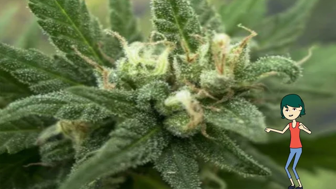 White Candy &ndash; 710 Genetics