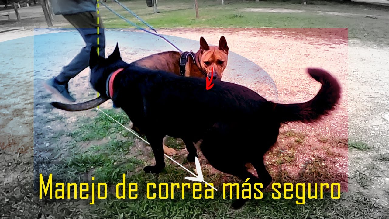 Evitar agresiones hacia otros perros - La técnica del 