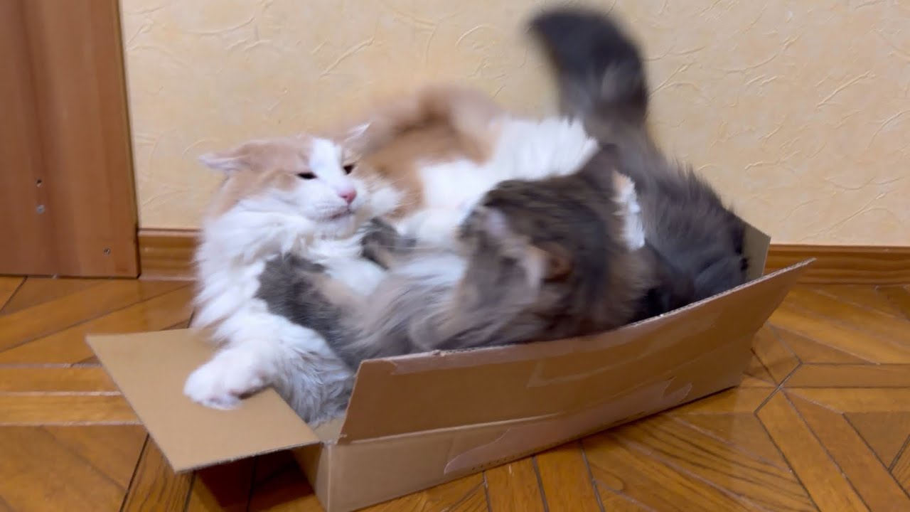 【衝撃🫨】平和だったダンボールが一変…！？ノルウェージャンフォレストキャットとターキッシュアンゴラ