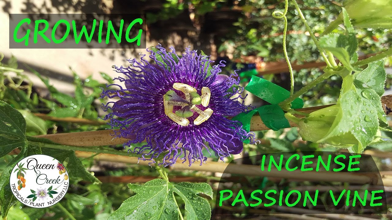 Easiest Passion Fruit Vine You Can Grow | Incense Passion Fruit