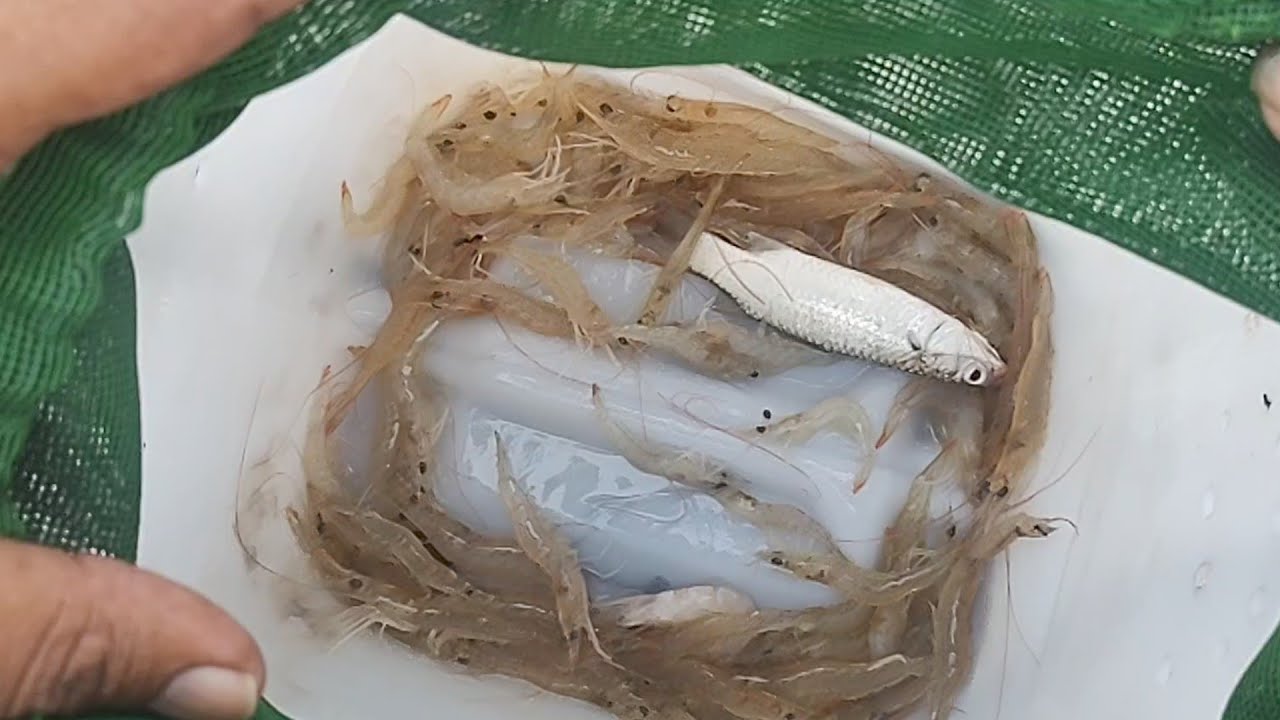 Do Driya Ka Shikaar - Fishing Karachi Sea Qasim Fishing Fun