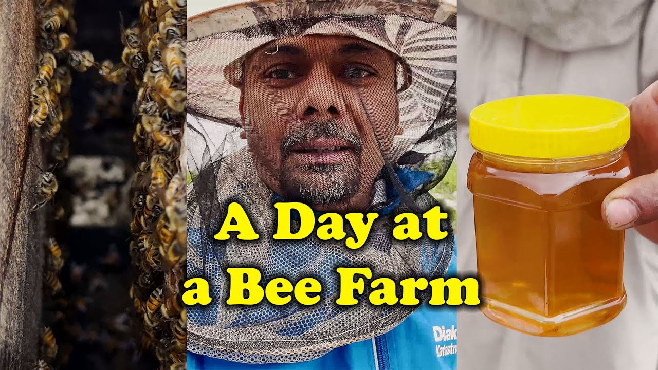 An insight into the BEE FARM in Pakistan!