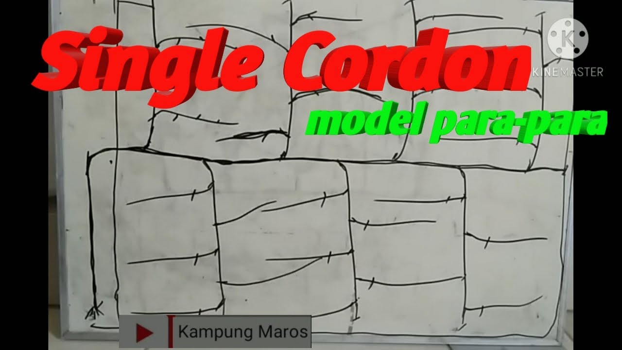 SINGLE CORDON percabangan anggur model parapara dan cara membuahkan