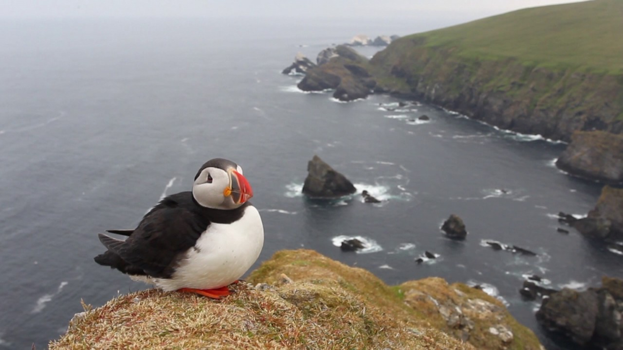 Atlantic puffin (Fratercula arctica) on cliff top, Scotland, UK