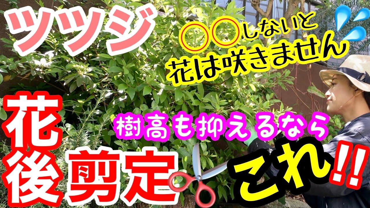 【ツツジの花後剪定】重要❗️花が終わったらすぐです（○月下旬までに✂️）/ 樹高を抑えるなら、〇〇剪定✨刈り込まずに、ナチュラルに見えて、毎年咲くよ🌸 / 害虫対策・挿し木【ガーデニング】
