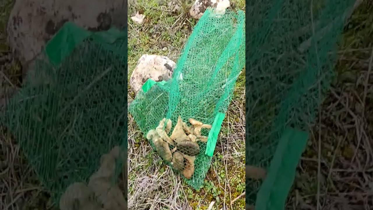 PRIMERAS SETAS de CARDO de 2023 !!🍄🎄