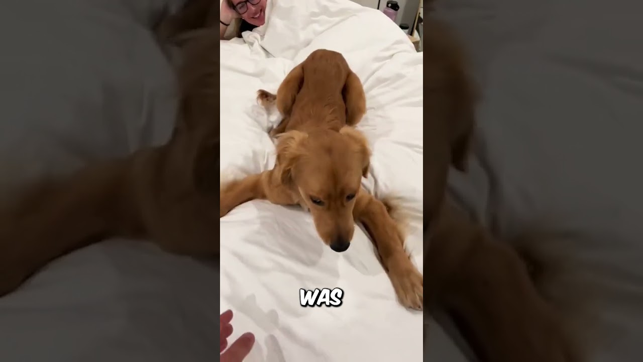 Puppy DOESN'T Want to Leave Bed (@ryleethegoldenpup)