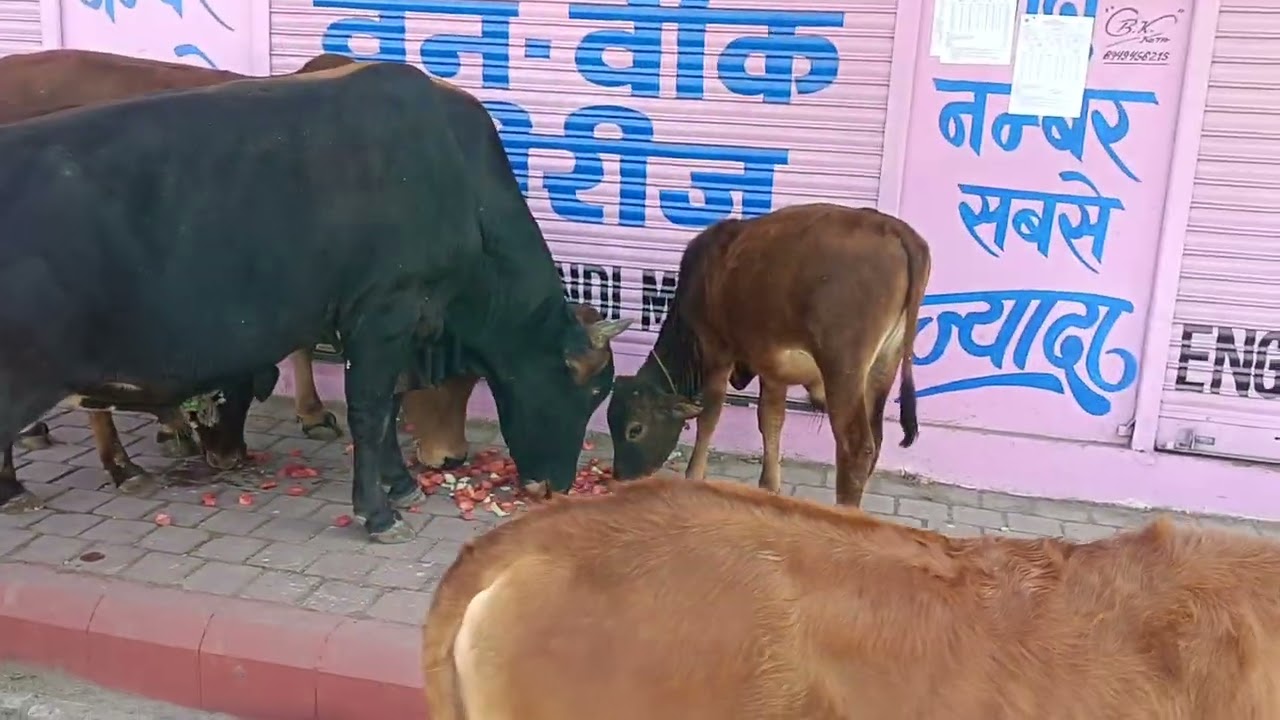 #gomata #sewa #radhekrishnaa #radheradhe #videoviral #love 