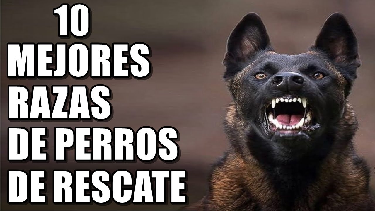 Descubre las 10 Razas de Perros Especializados en Búsqueda y Rescate