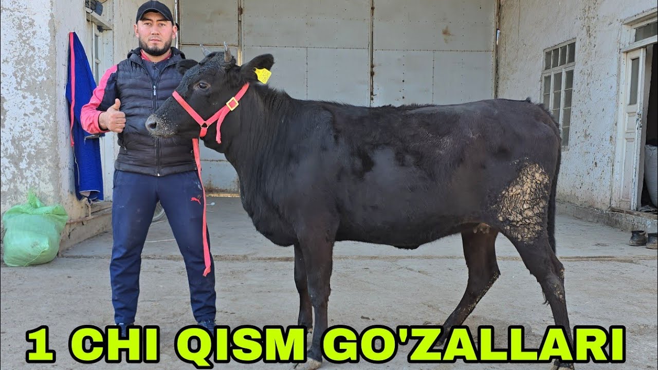 1 chi qism Ismoiljon ukamizdan barisi go'zallari 27 февраля 2026 г.