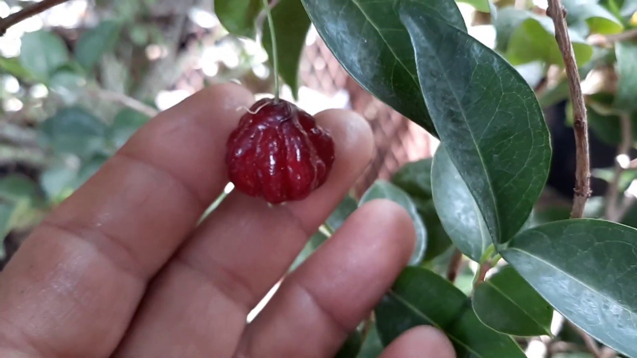 Growing Black Surinam Cherries in Phoenix!