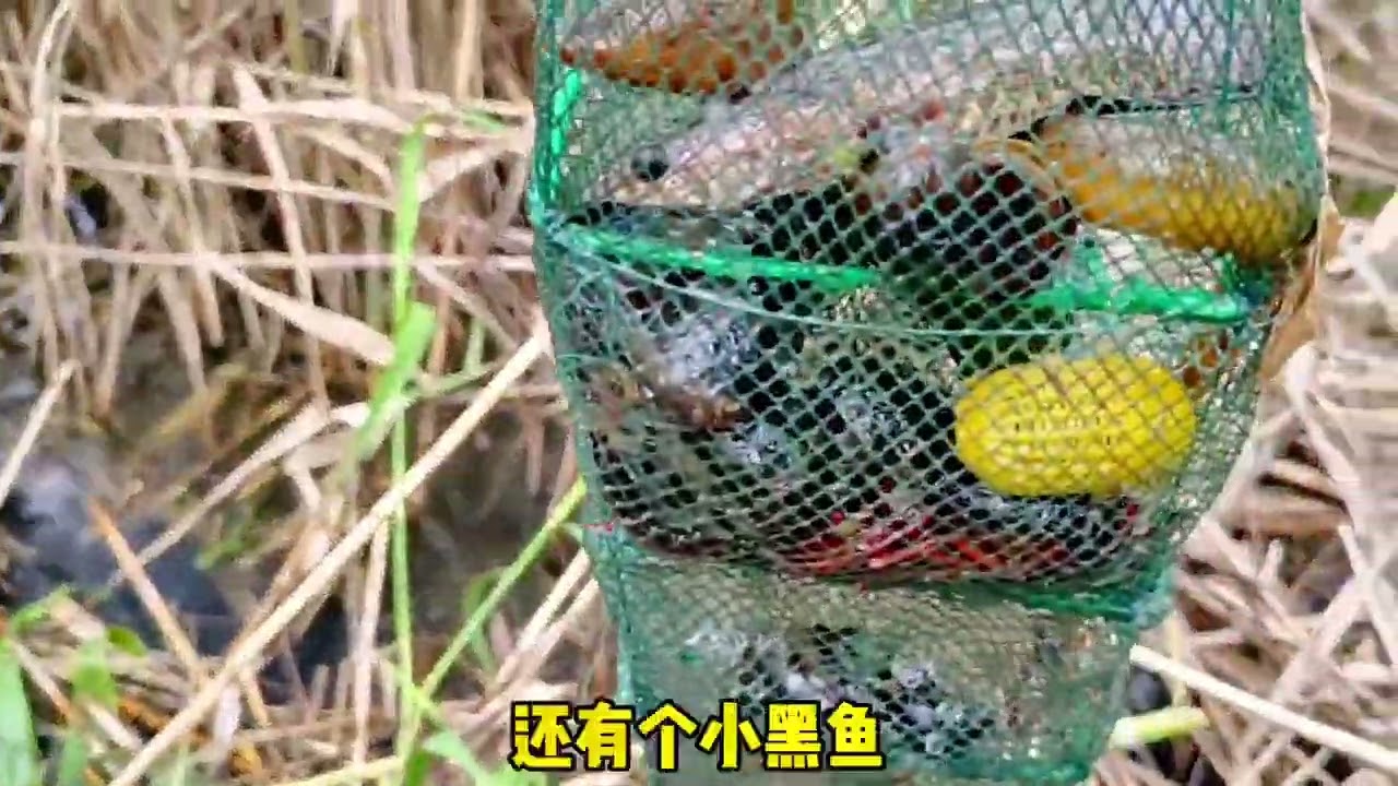 是虾缘？是鳝缘？朋友们不用喝水了吧？提醒老六，六子你也注意点！ #户外  #记录真实生活  #户外捕鱼  #vlog日常  #真实户外