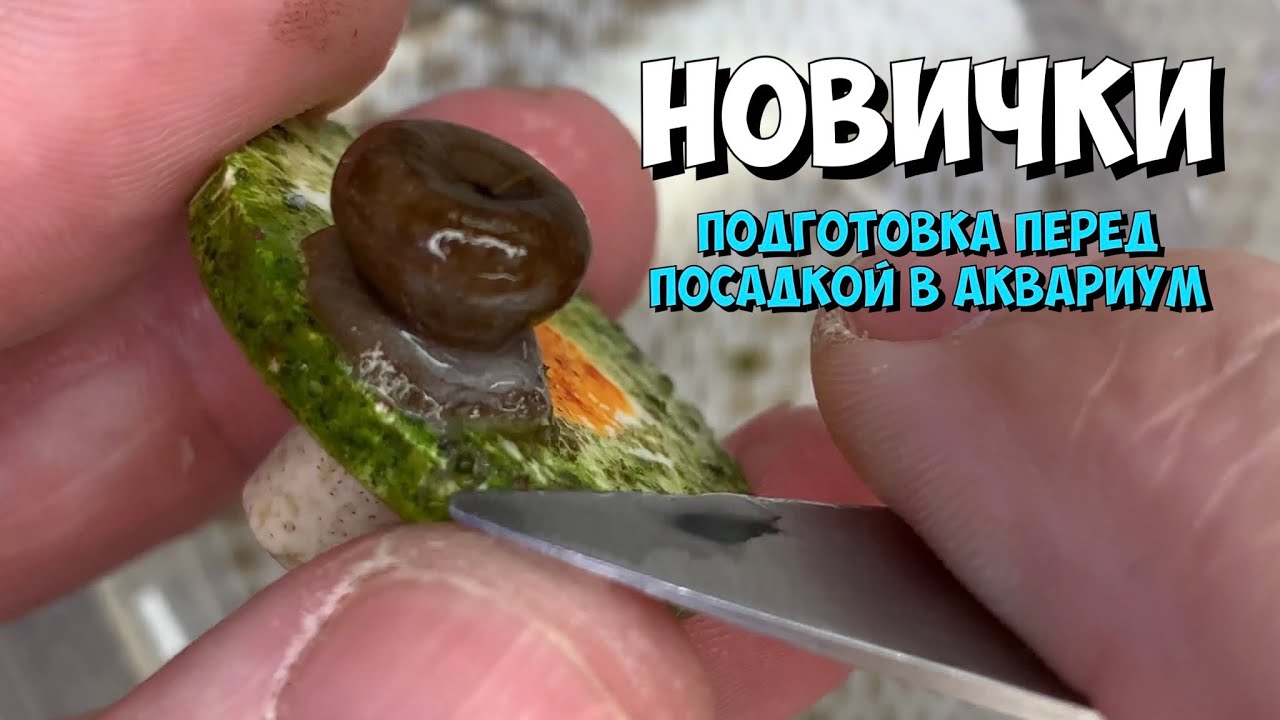 Подготовка кораллов перед посадкой в аквариум | Морской аквариум
