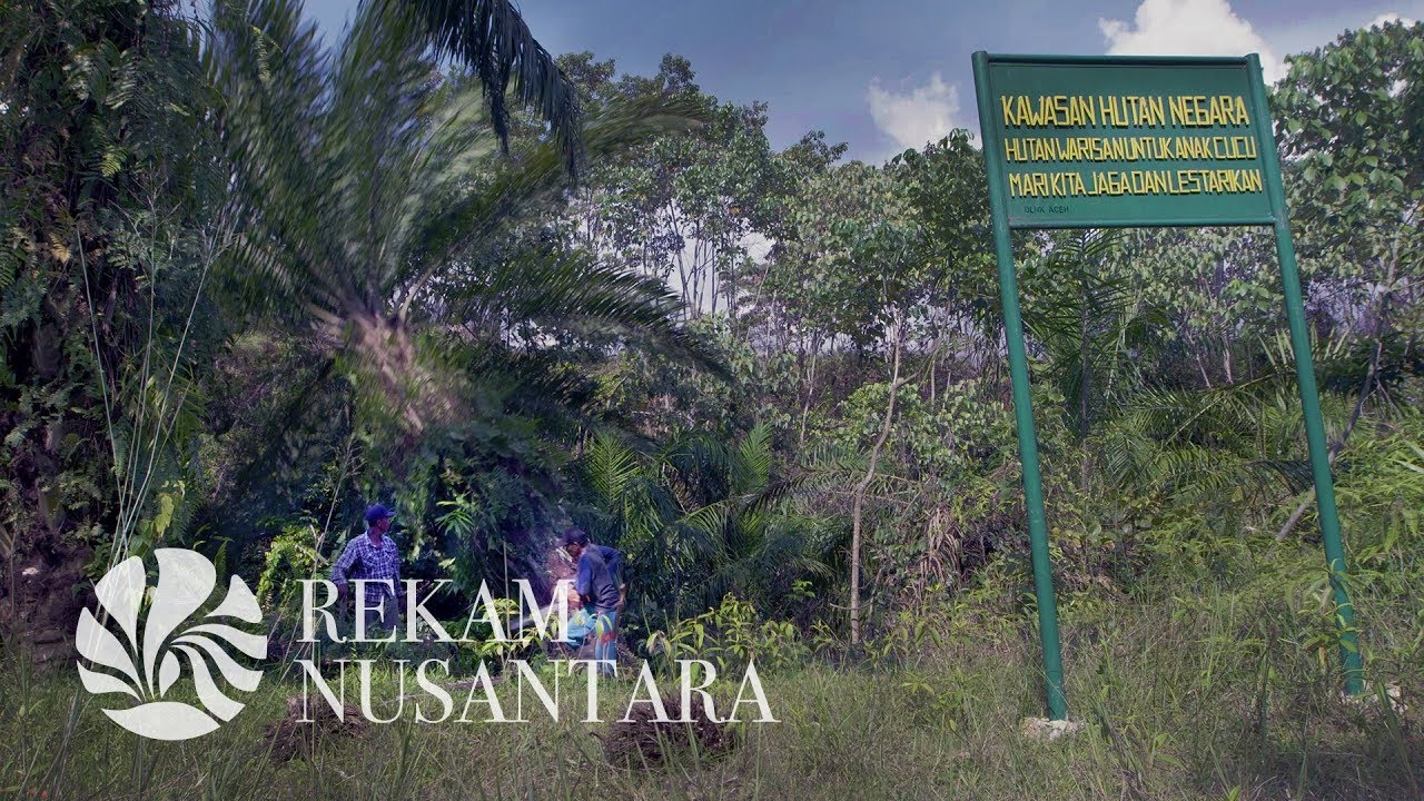Kembalinya Ekosistem Leuser Dari Perkebunan Sawit Ilegal